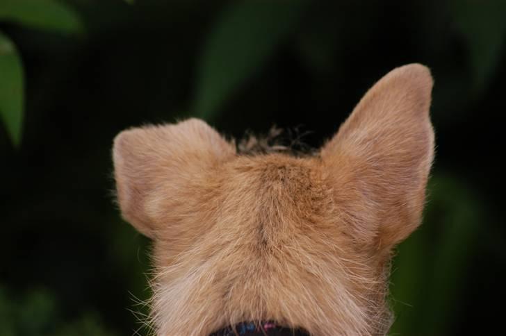 Cairn terrier Santiago, Malle billede 16