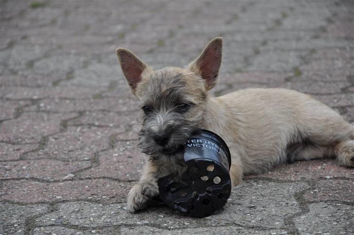 Cairn terrier Santiago, Malle billede 17