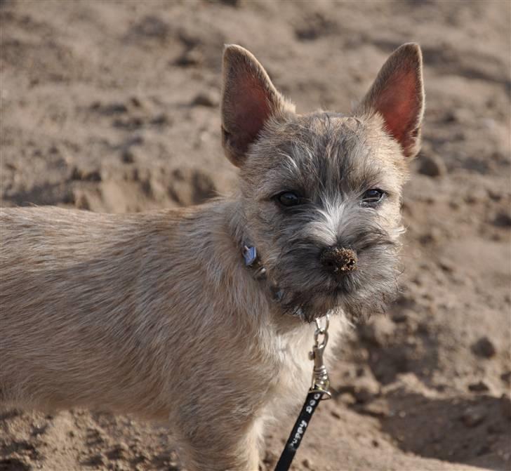 Cairn terrier Santiago, Malle billede 18