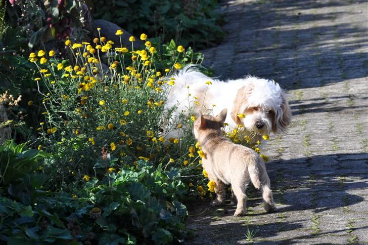 Cairn terrier Santiago, Malle billede 19
