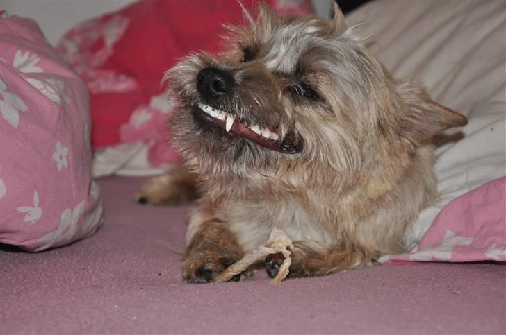 Cairn terrier Santiago, Malle billede 20