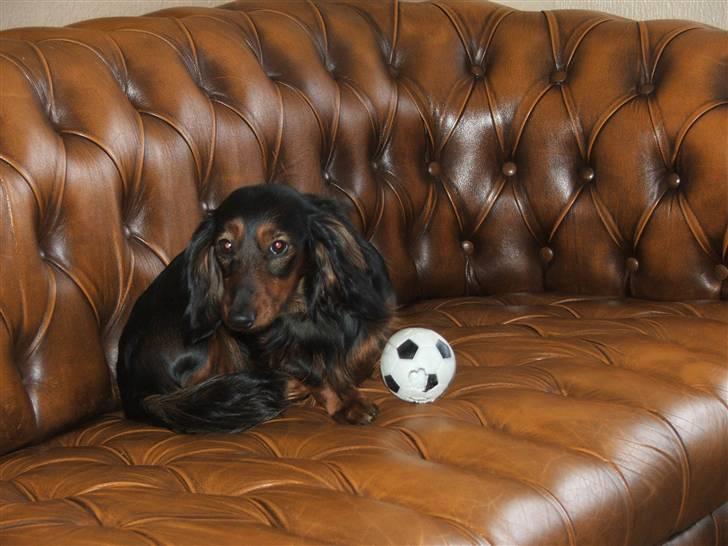 Gravhund STEFFI. billede 15