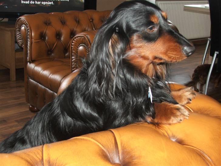 Gravhund magnus billede 15