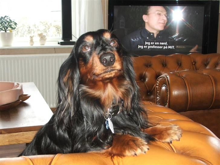 Gravhund magnus billede 16