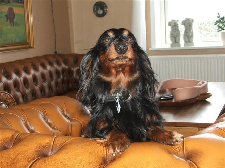 Gravhund magnus billede 17