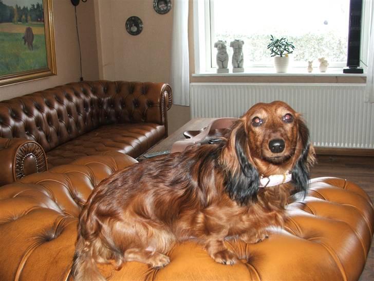 Gravhund stella billede 14