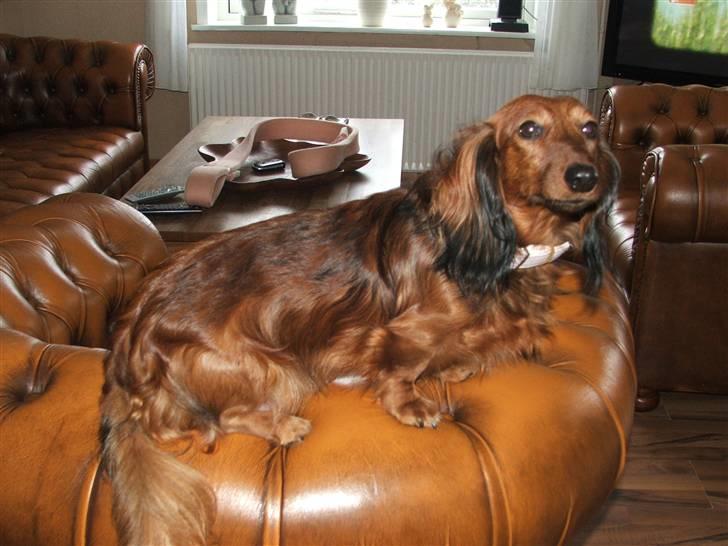 Gravhund stella billede 15