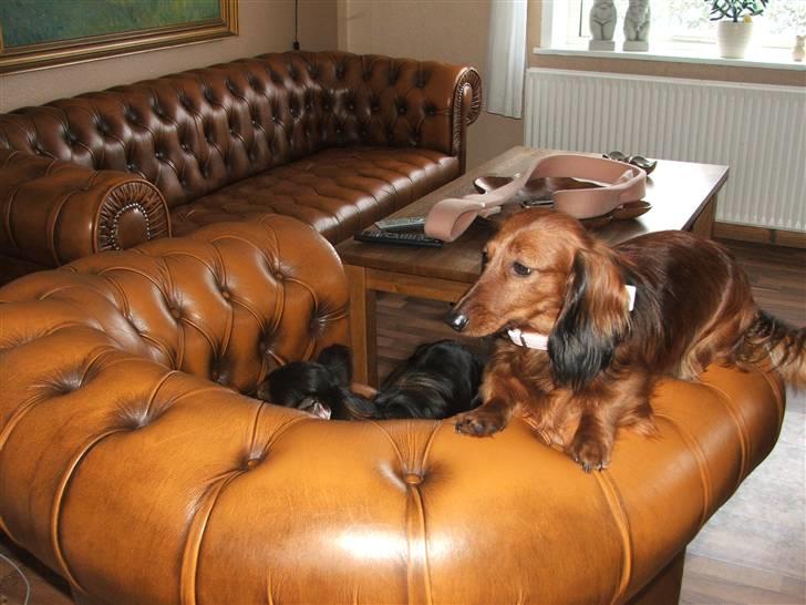 Gravhund stella billede 16