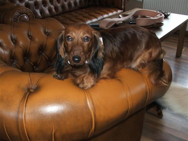 Gravhund stella billede 17