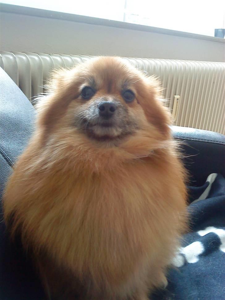 Pomeranian RIP Trikkie <3 2002 -2012 billede 6