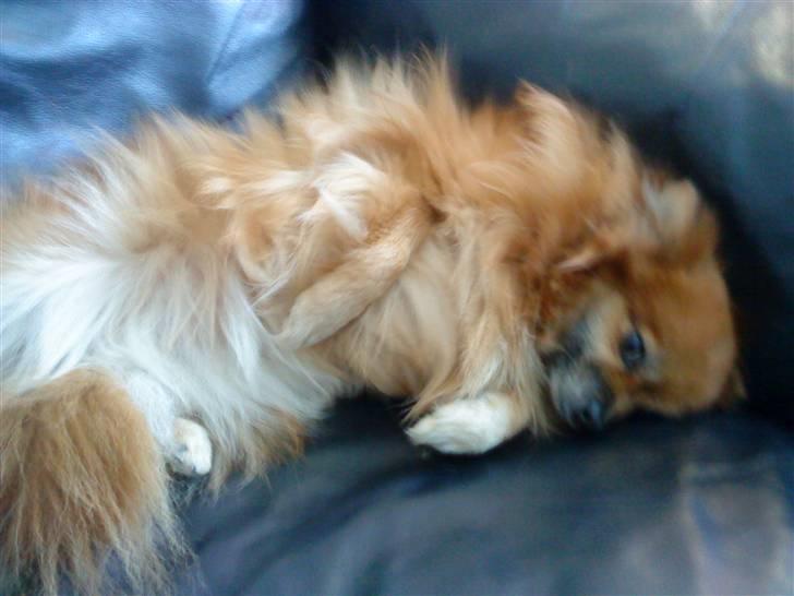 Pomeranian RIP Trikkie <3 2002 -2012 billede 7