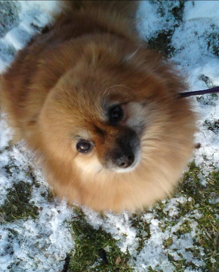 Pomeranian RIP Trikkie <3 2002 -2012 billede 8
