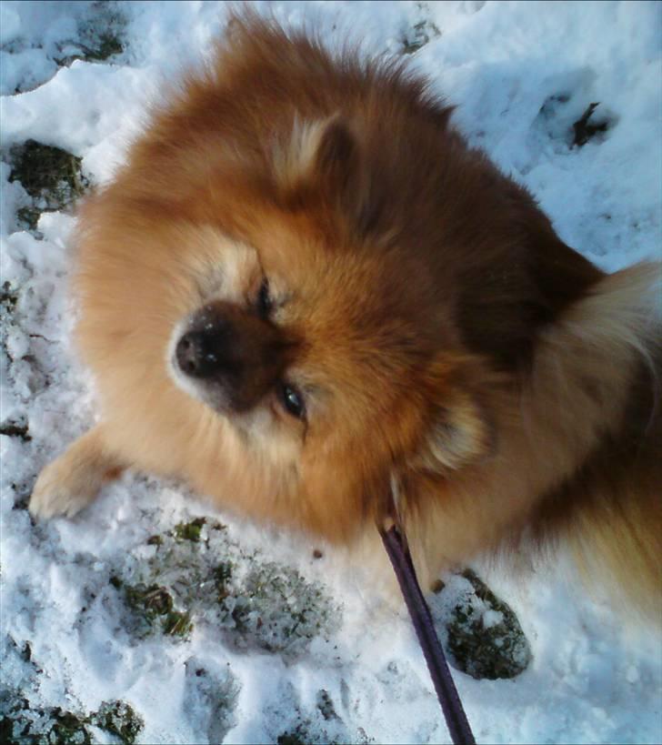 Pomeranian RIP Trikkie <3 2002 -2012 billede 9