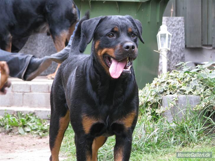 Rottweiler Bella *MIT ET & ALT* *R.I.P*  billede 18