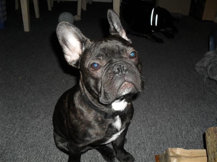 Fransk bulldog Buster R.I.P - BUSTER billede 1