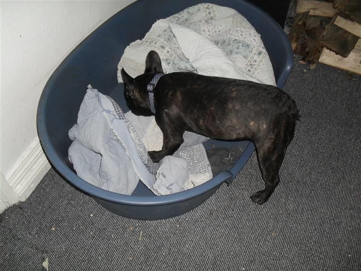 Fransk bulldog Buster R.I.P billede 2