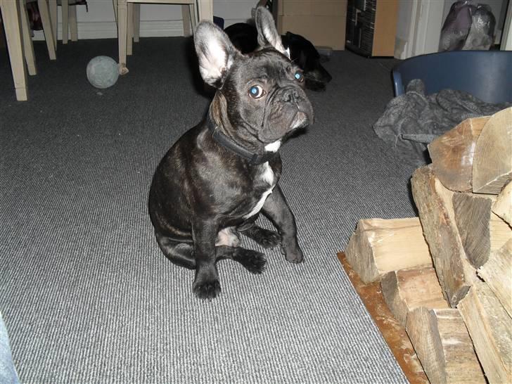 Fransk bulldog Buster R.I.P - hvad laver min far nu med det kamera billede 3