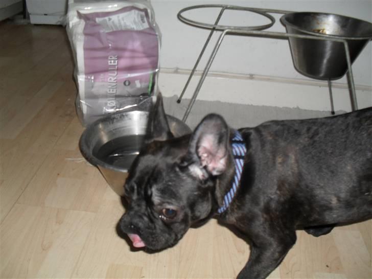 Fransk bulldog Buster R.I.P billede 4