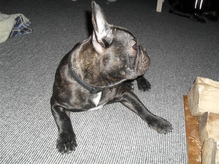 Fransk bulldog Buster R.I.P billede 5