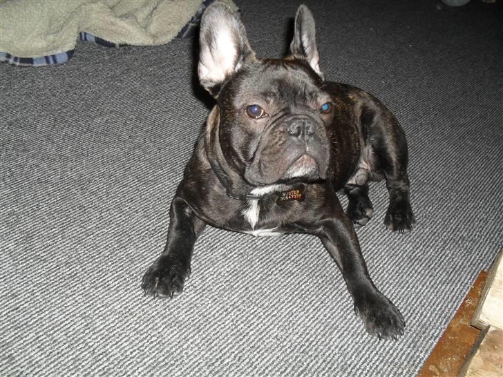 Fransk bulldog Buster R.I.P - ligger lige og får varmen foran ovnen. billede 6