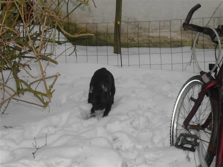 Fransk bulldog Buster R.I.P billede 7