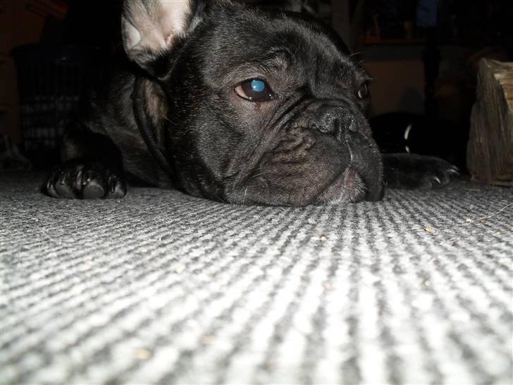 Fransk bulldog Buster R.I.P - puha jeg er helt færdig idag. billede 8