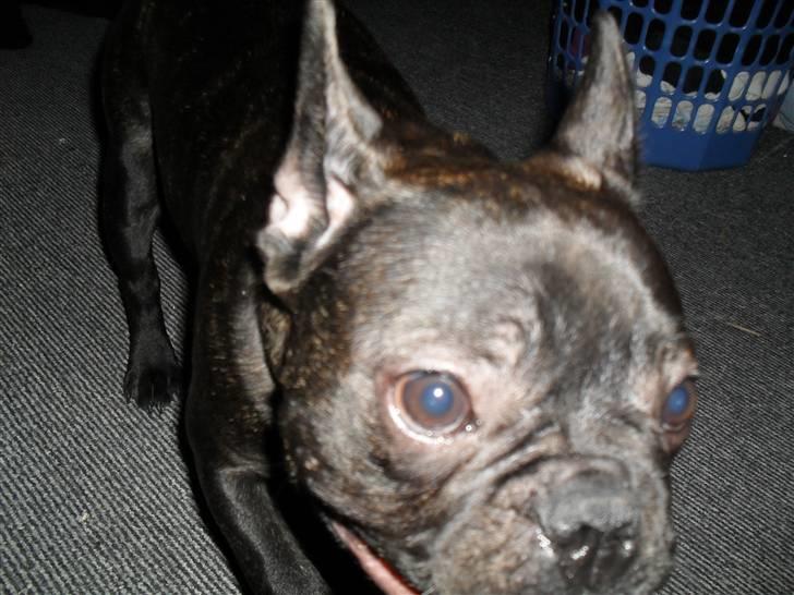 Fransk bulldog Buster R.I.P billede 9