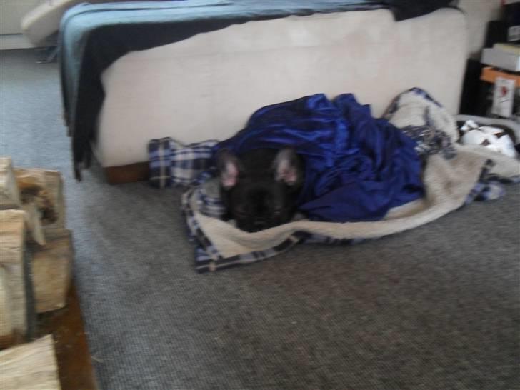 Fransk bulldog Buster R.I.P billede 10