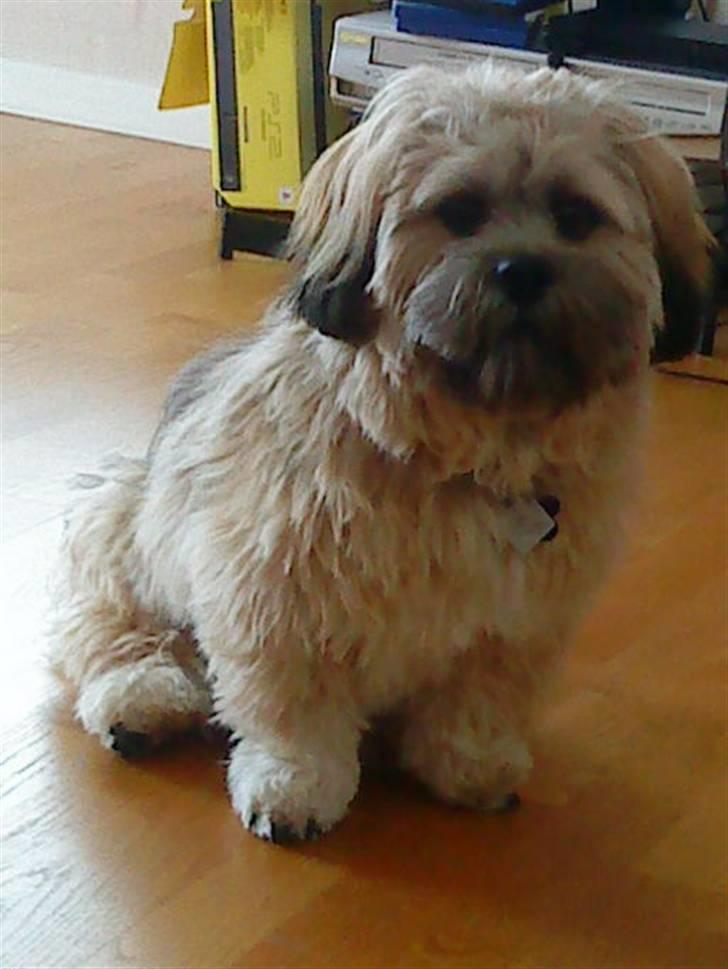 Lhasa apso Simba - godt 8 måneder og vejer 9 kg! billede 18