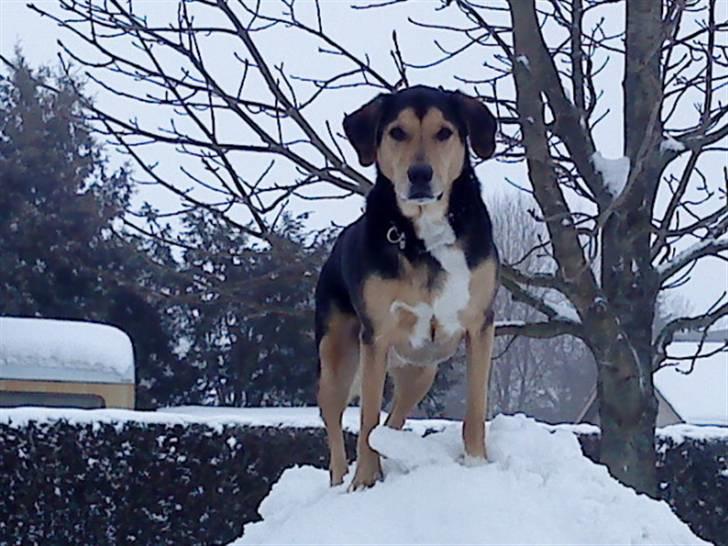 Blanding af racer Tumle billede 11