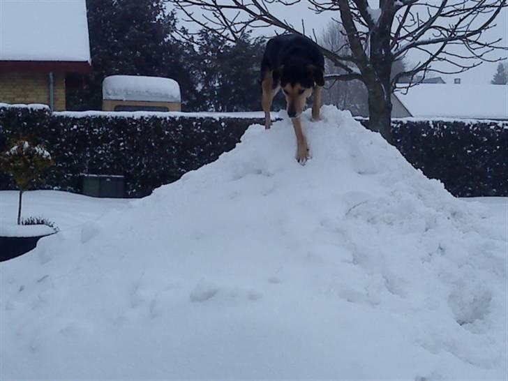 Blanding af racer Tumle billede 12