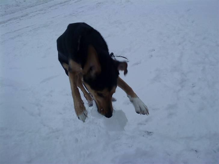 Blanding af racer Tumle billede 15