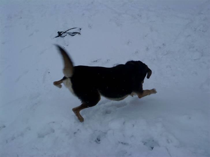 Blanding af racer Tumle - Har jeg ikke en god "numse" haha :D billede 17