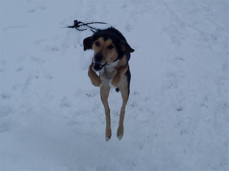 Blanding af racer Tumle billede 19