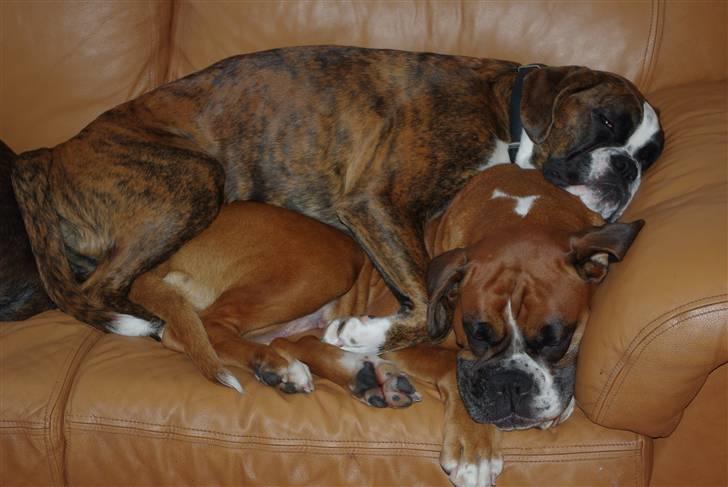 Boxer Schwartzbox Ficca - Ficca elsker at lægge på sim mor "Akela" billede 7