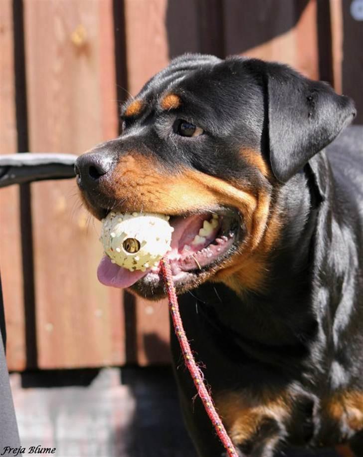 Rottweiler Vom Hause Wenorra Fadia - 23 mdr.. 9 April 2011 billede 37