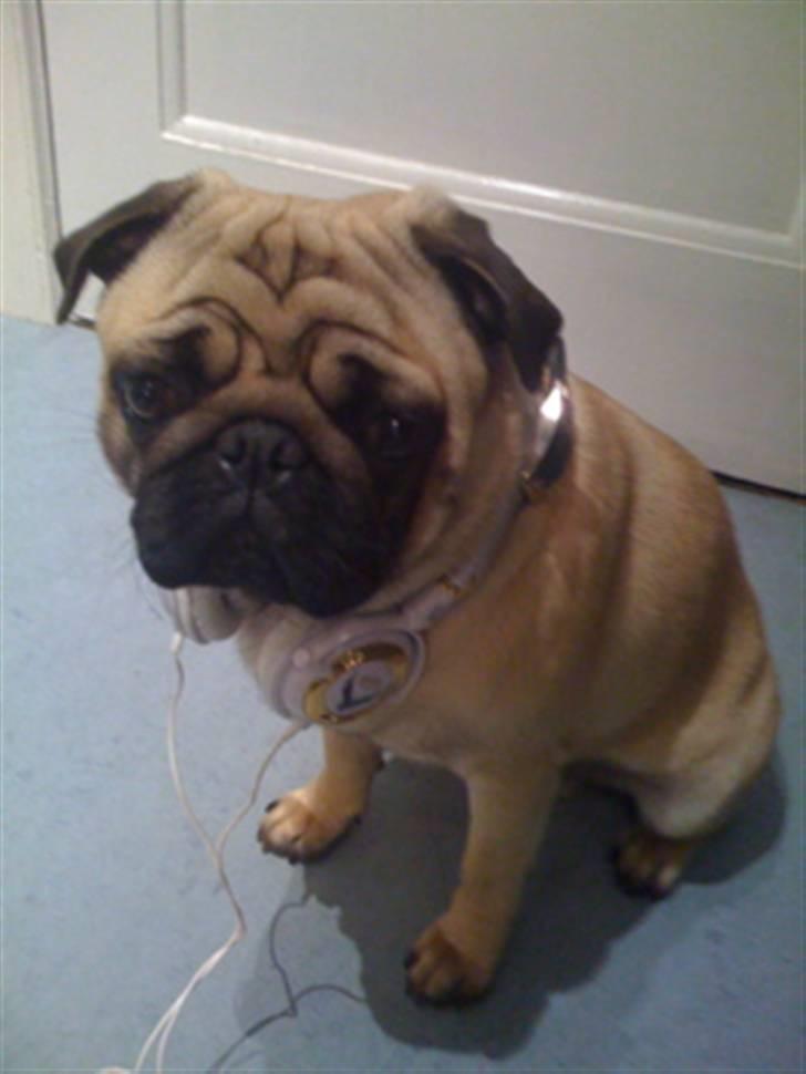 Mops Eddie billede 1