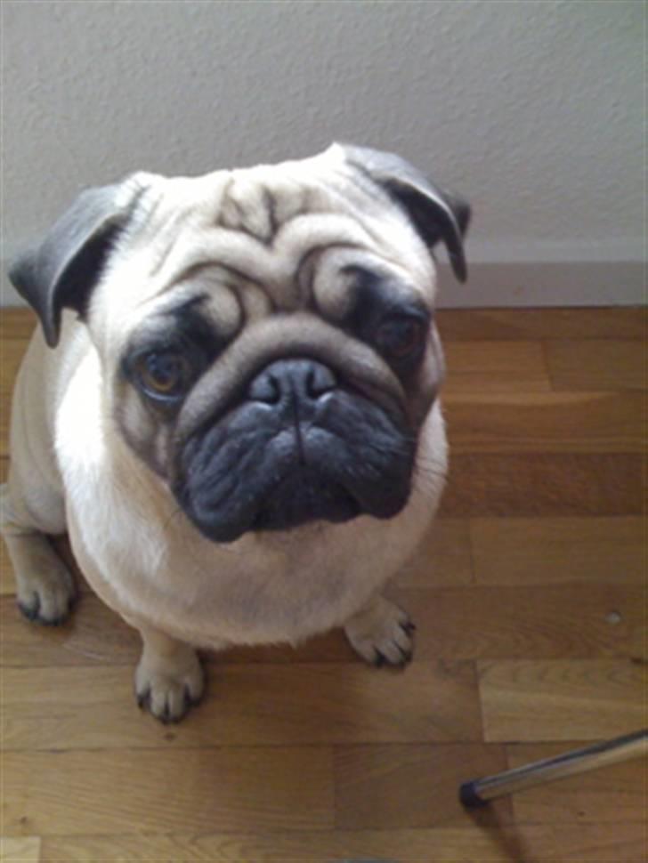 Mops Eddie billede 2