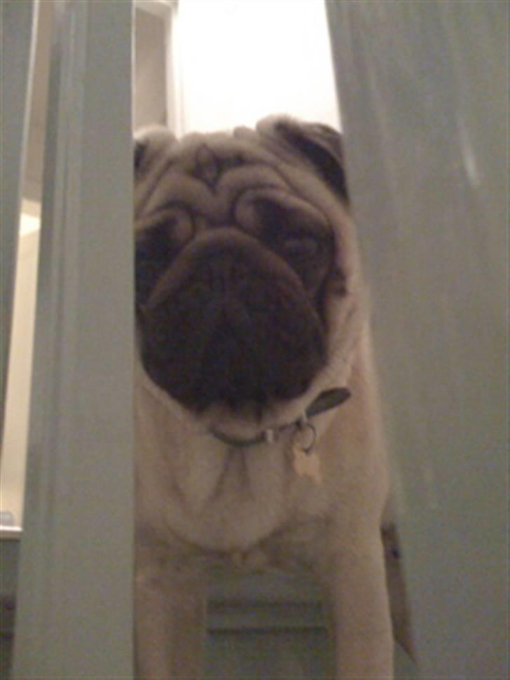 Mops Eddie billede 3