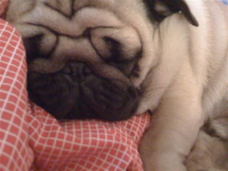 Mops Eddie billede 4