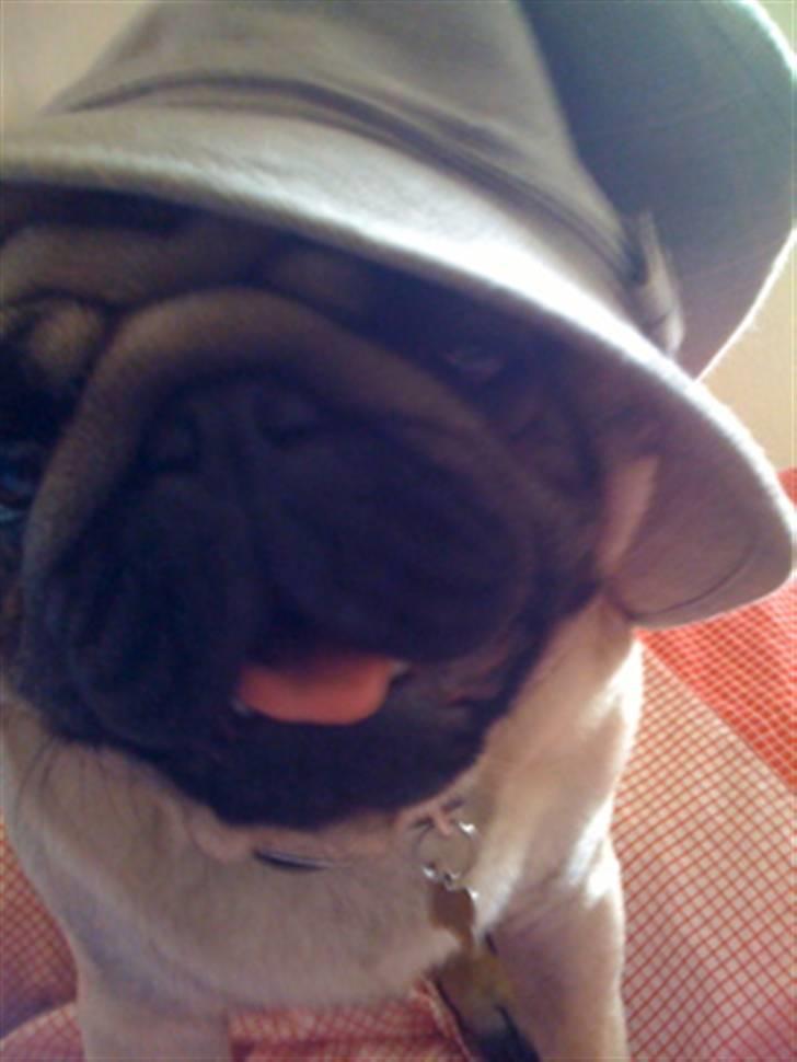 Mops Eddie billede 5