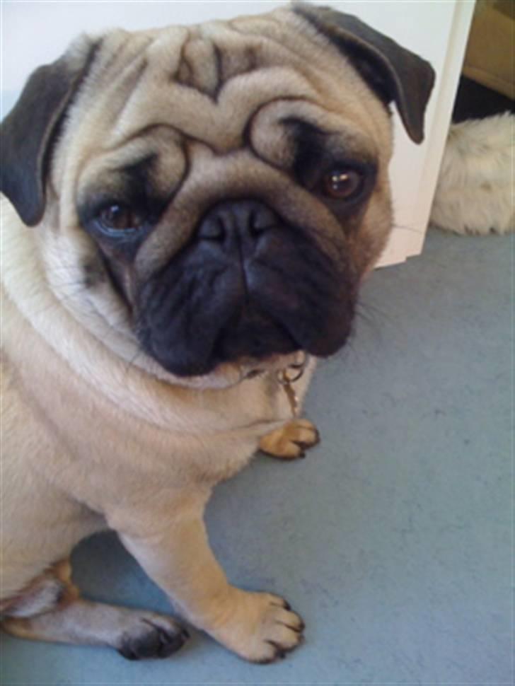 Mops Eddie billede 6