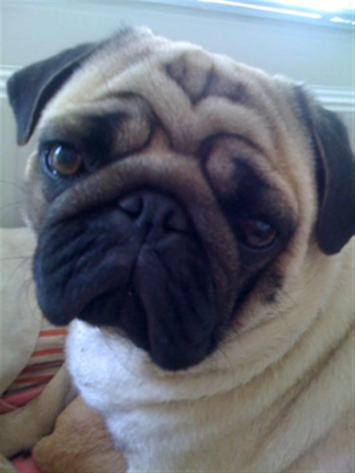 Mops Eddie billede 7