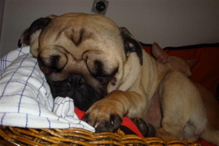 Mops Eddie billede 8