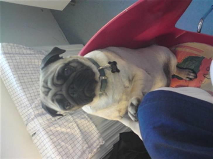 Mops Eddie billede 9