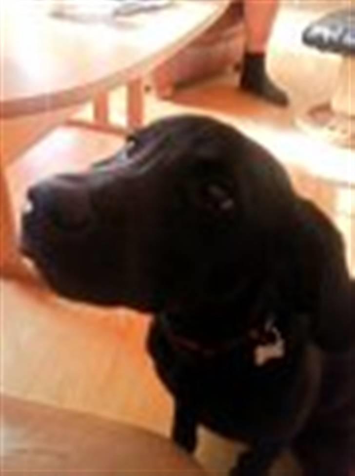 Labrador retriever Charlie - Min smukke dreng, er lige ham der tilhøre mig!!! billede 1