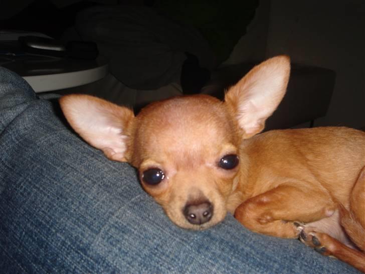 Chihuahua NIKO billede 1