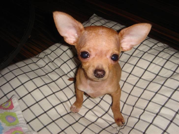 Chihuahua NIKO billede 2