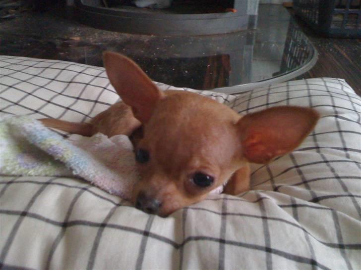 Chihuahua NIKO billede 3