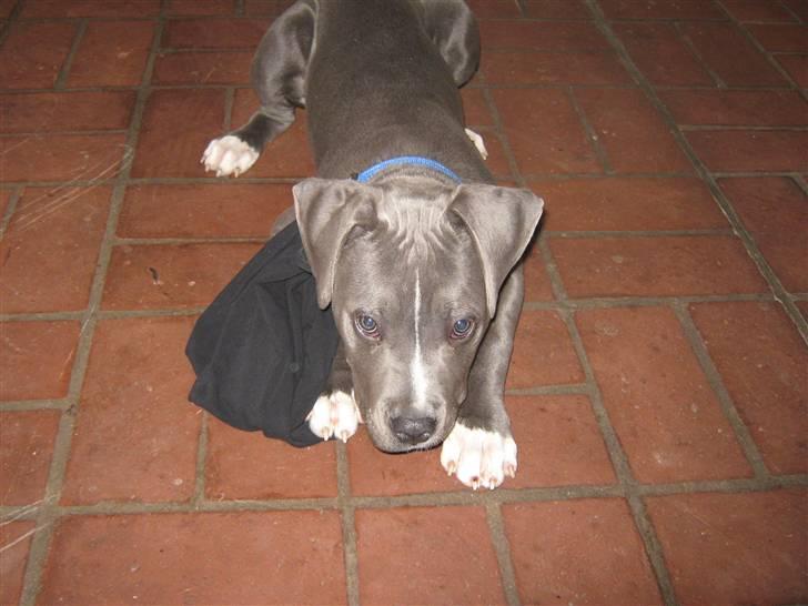 Amerikansk staffordshire terrier "Bob" <3 >>HVIL I FRED<< billede 15